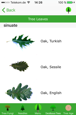English Tree Identification Chart